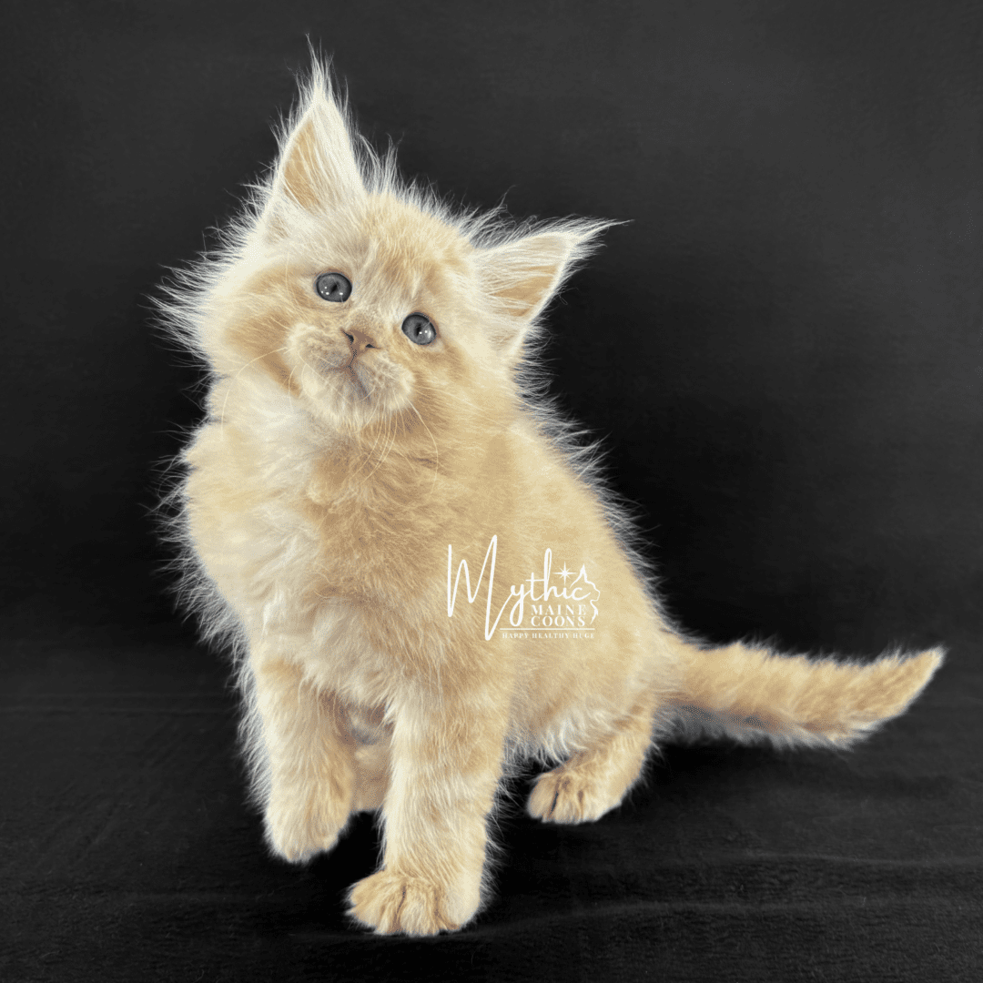 Fluffy light orange kitten sitting against a black background.