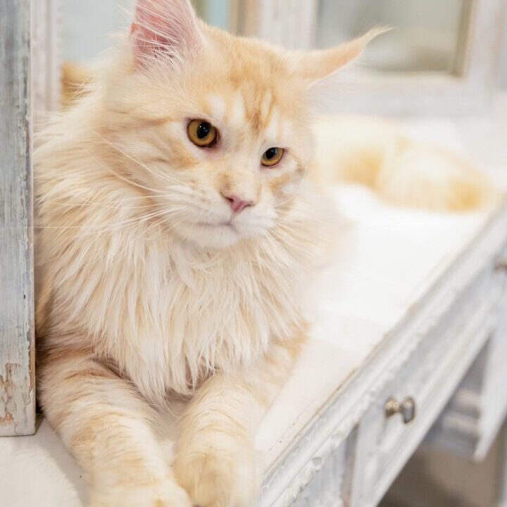 Fluffy cream-colored cat relaxing on a white surface.
