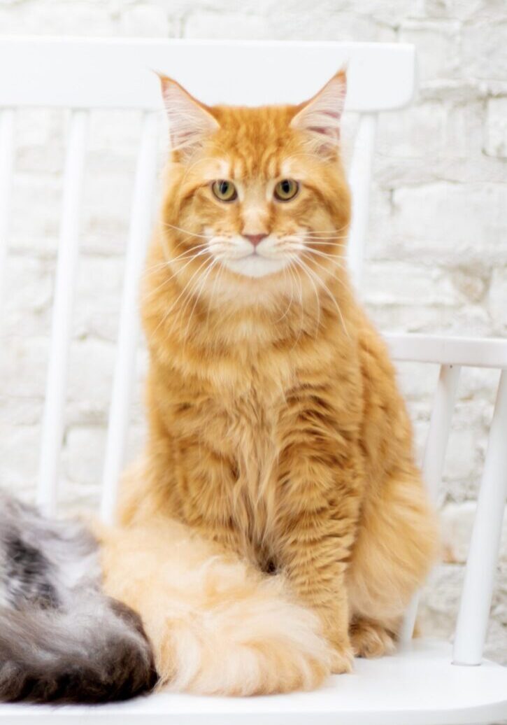 A beautiful Maine Coon cat with golden fur