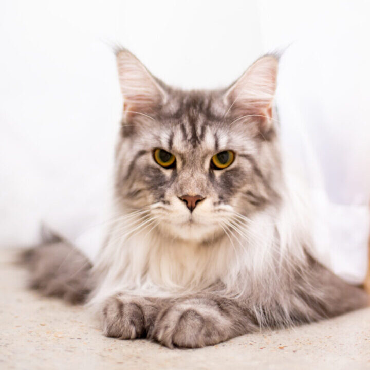 Melody Maine Coons