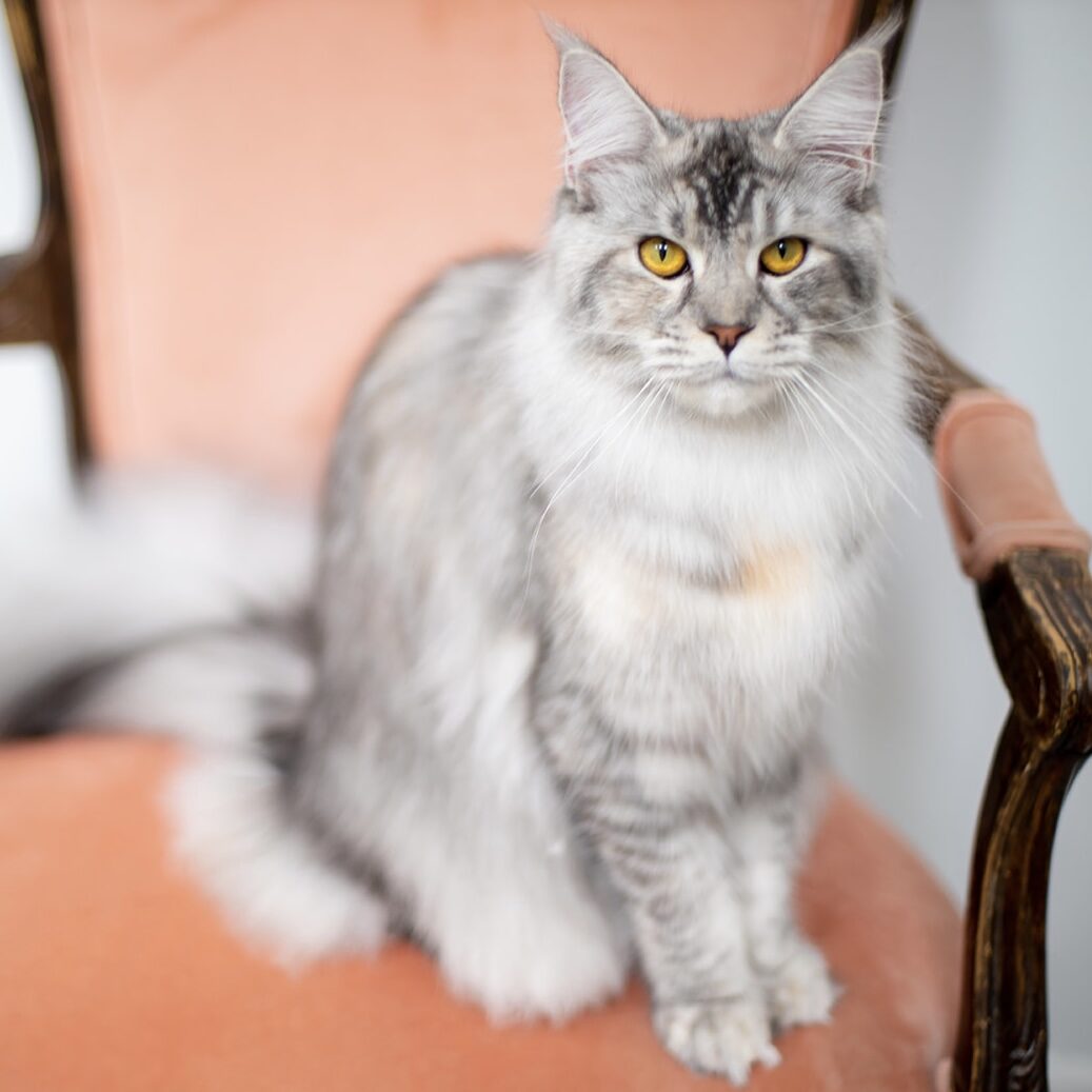 A fluffy silver-gray cat sitting on a peach-colored chair.