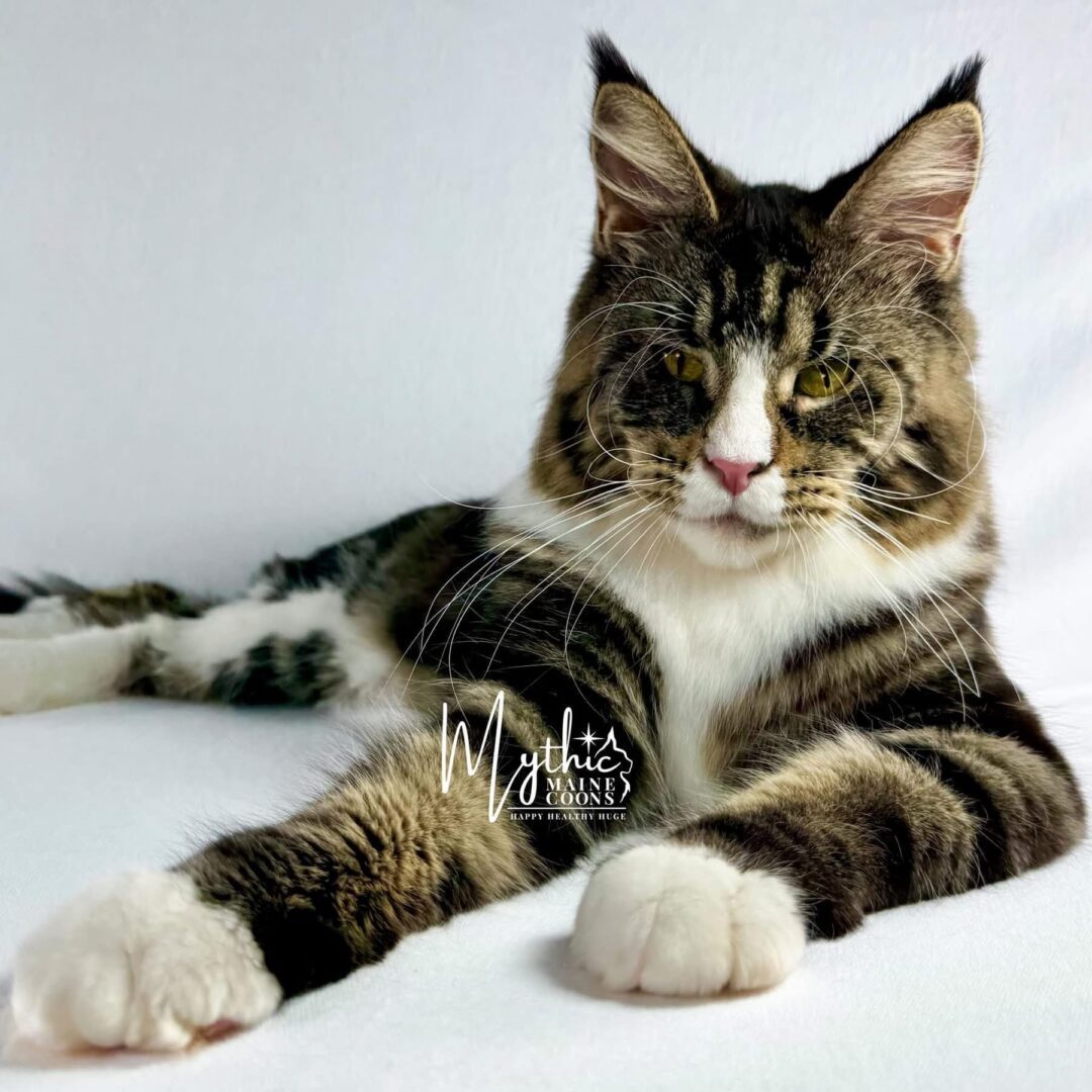 A relaxed tabby cat with white paws lying down against a plain background.