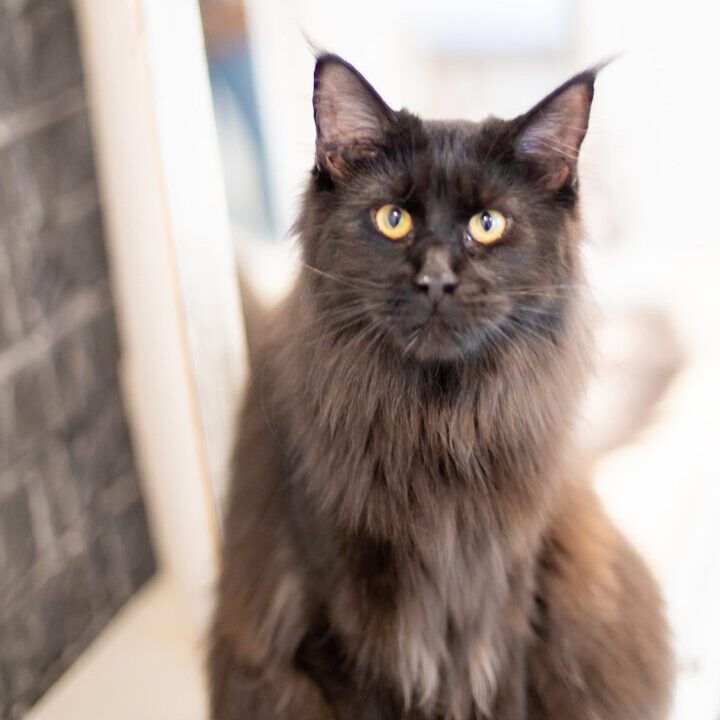 Mythic Maine Coons