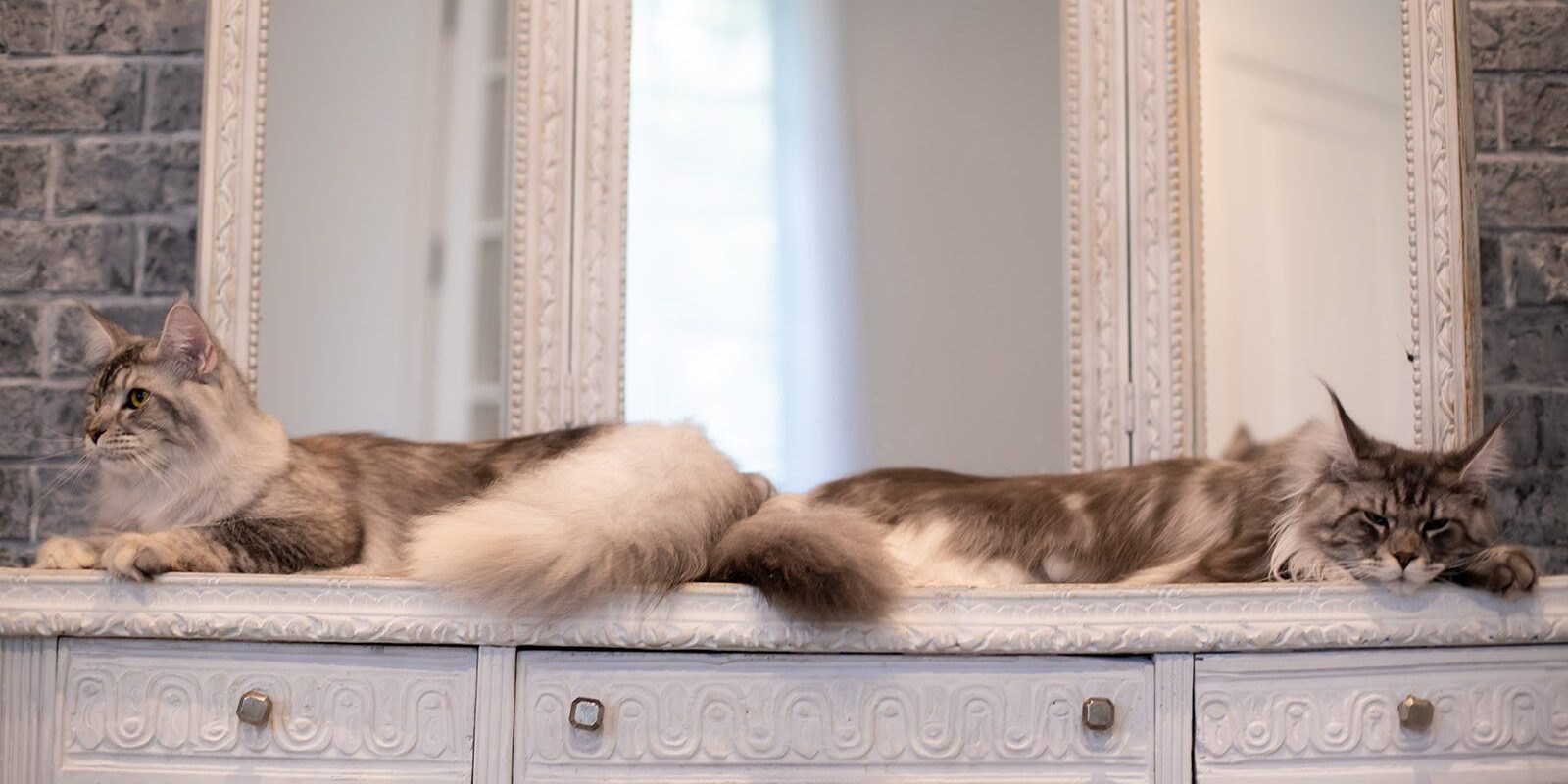 Melody Maine Coons Mythic Maine Coons