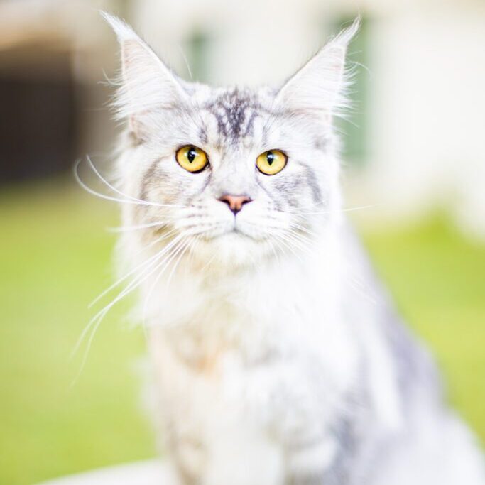 Mythic Maine Coons