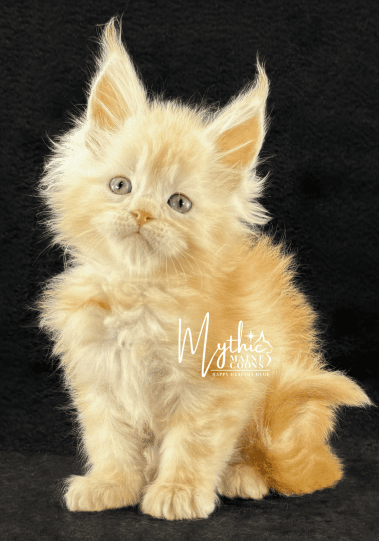 Fluffy orange kitten with curious eyes against a black background.