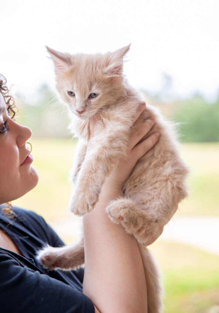 maine coons for adoption