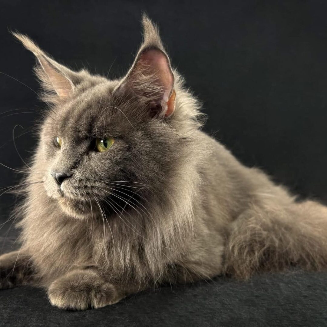 A fluffy gray cat with striking eyes lying on a dark surface.