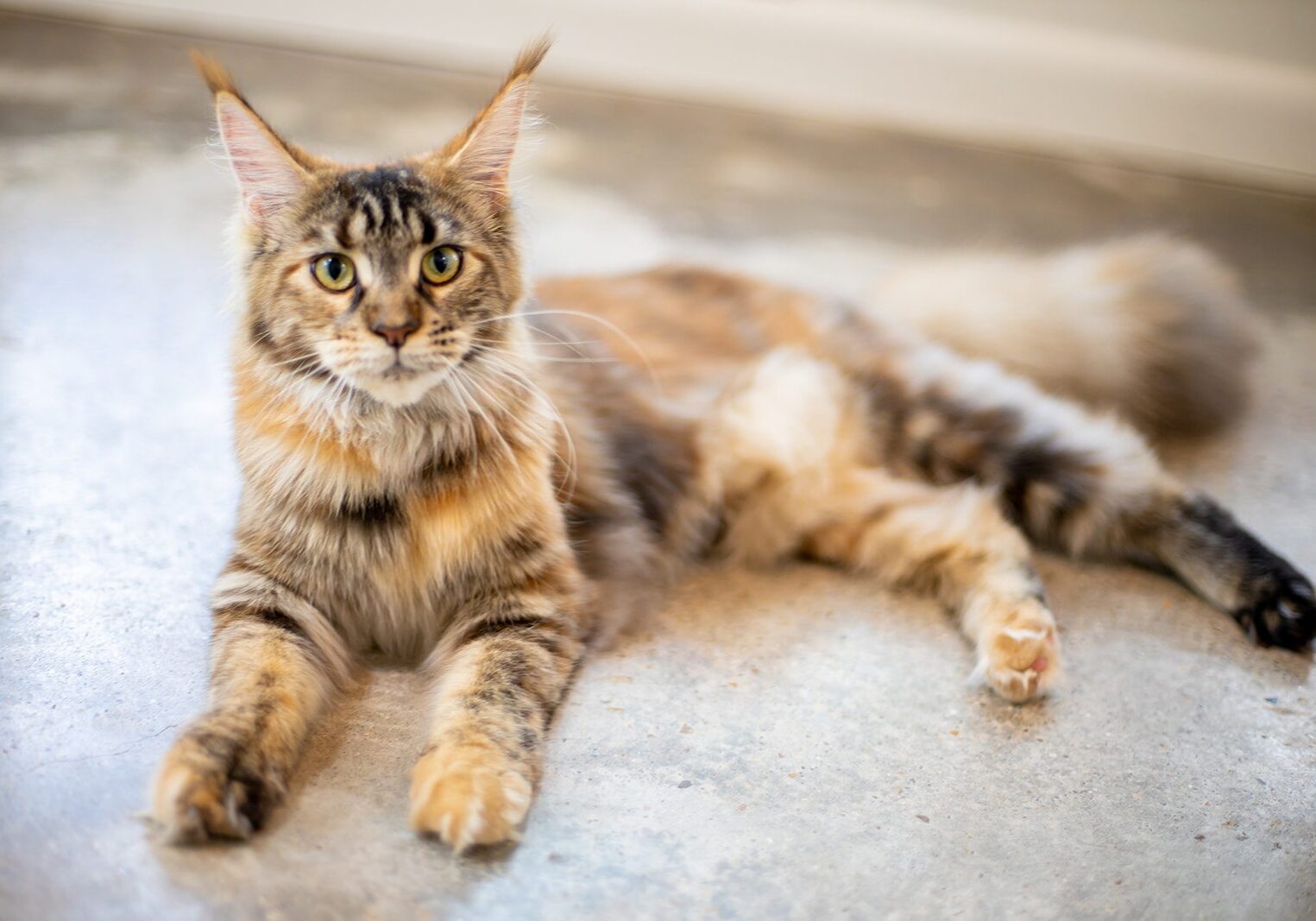Mythic Maine Coons