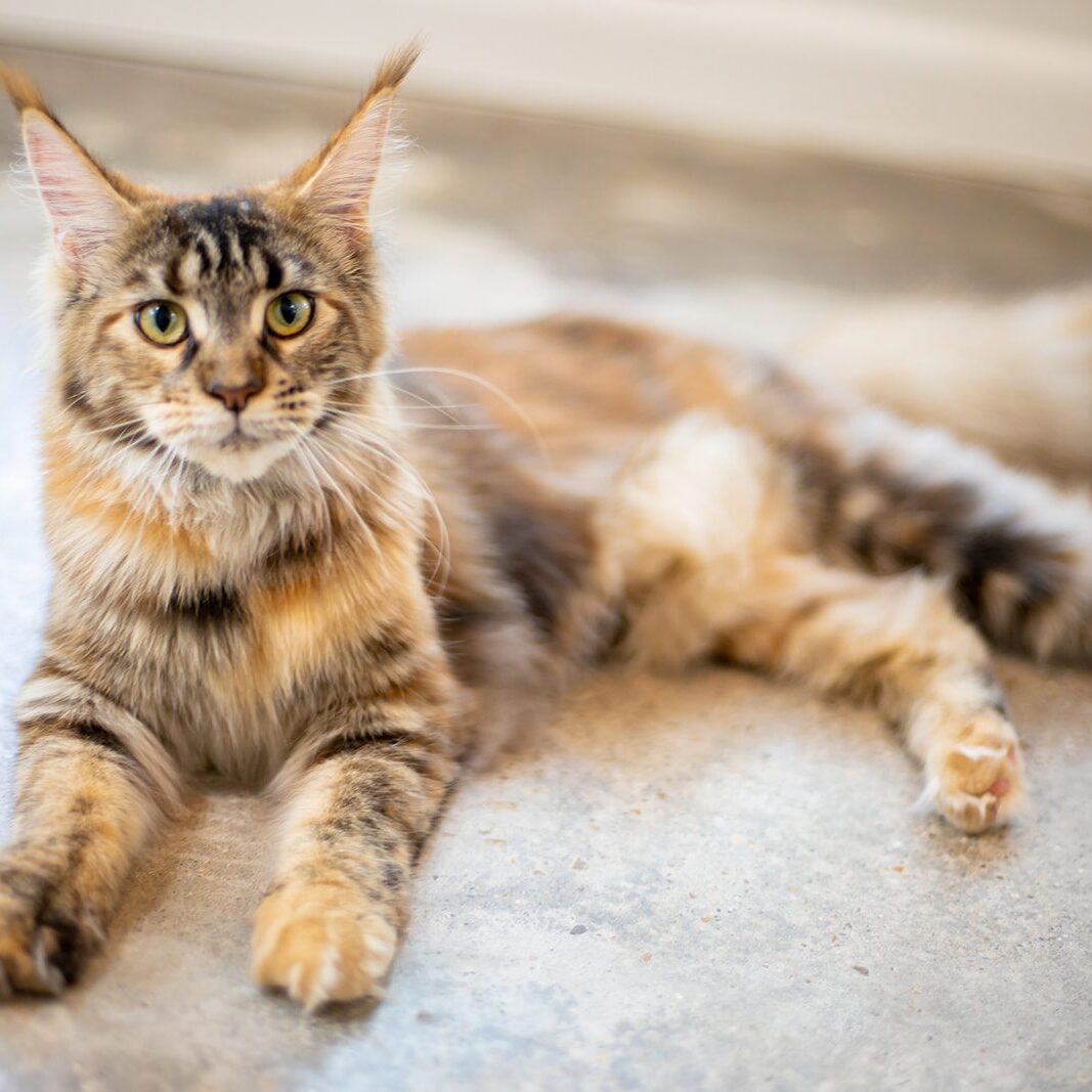 Persephone Mythic Maine Coons