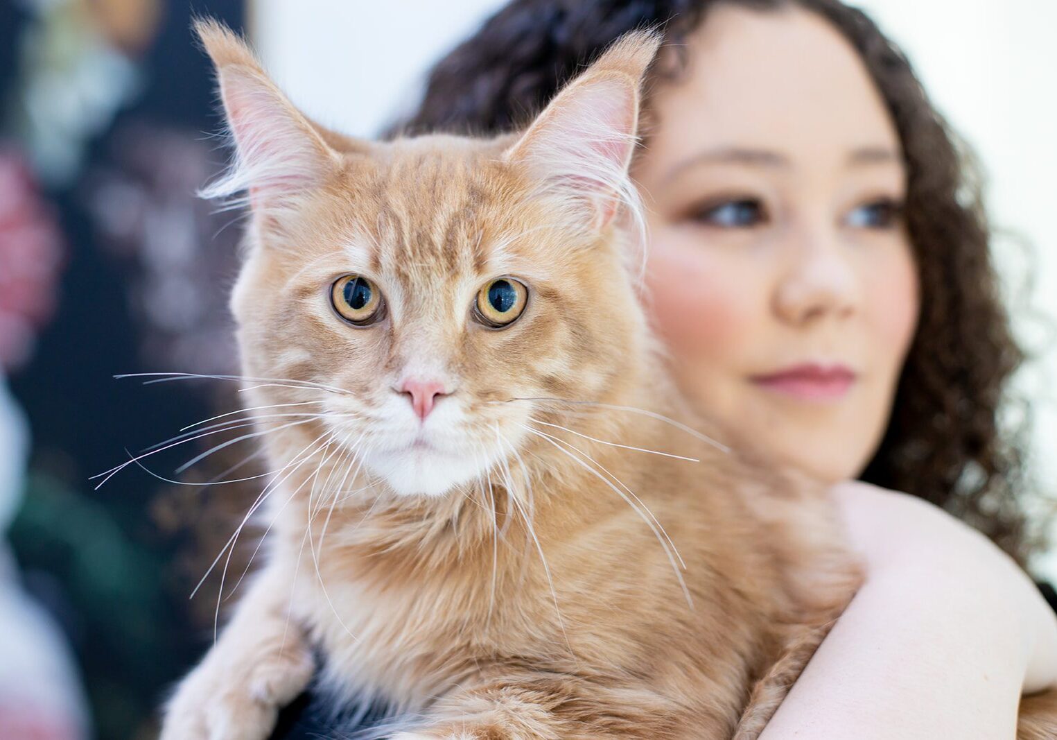 Mythic Maine Coons