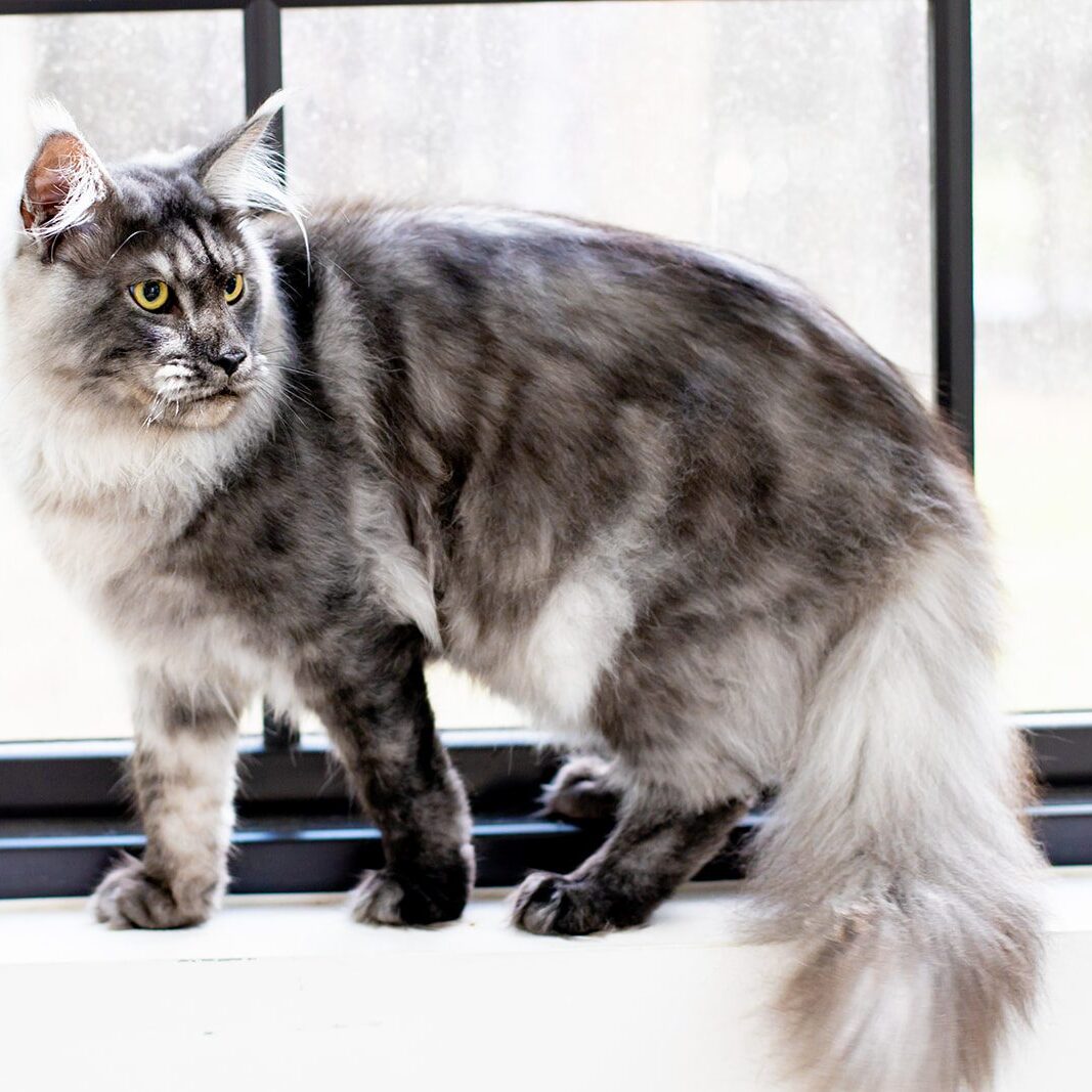 Mythic Maine Coons
