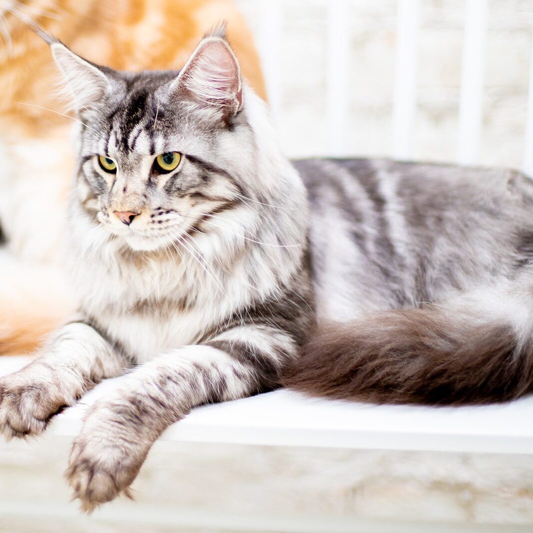 Melody Maine Coons Mythic Maine Coons