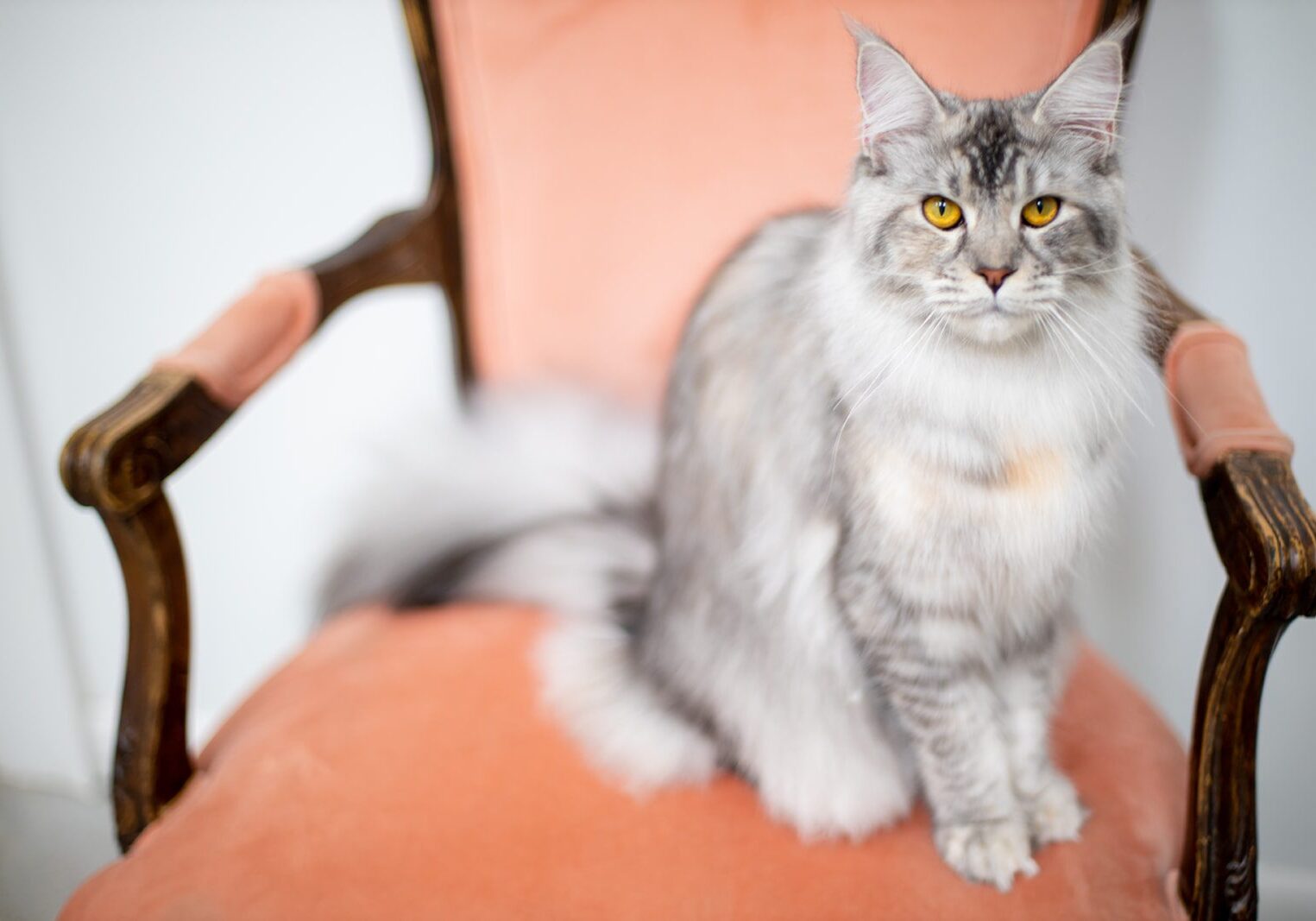 Melody Maine Coons Mythic Maine Coons