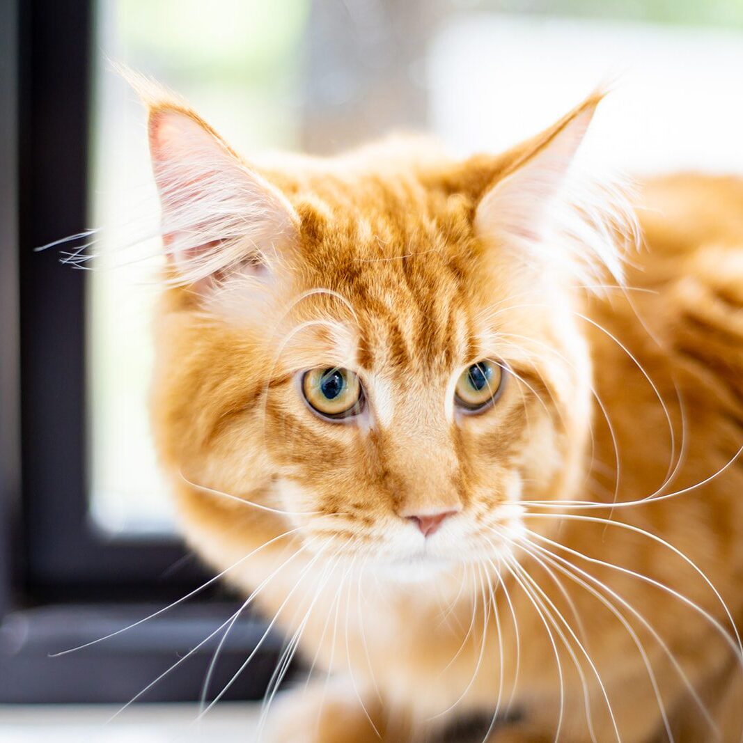 A kitten bred by a champion bloodline Maine coon cat breeder