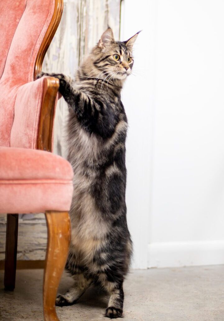 Mythic Maine Coons