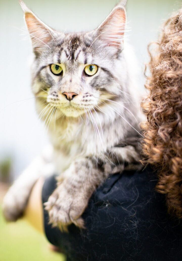 Mythic Maine Coons