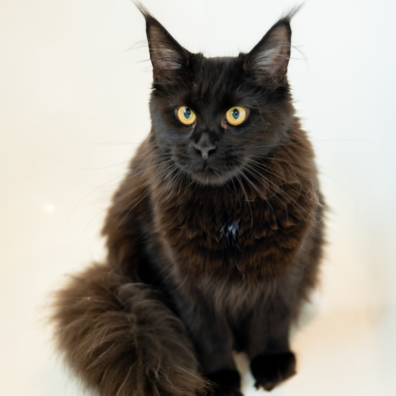 Fluffy black cat with bright yellow eyes sitting calmly.
